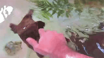 Watch the video of this cute platypus