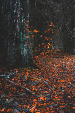 lsleofskye: Forest Path