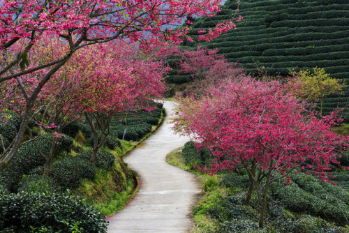 fuckyeahchinesegarden:tea plantation in china