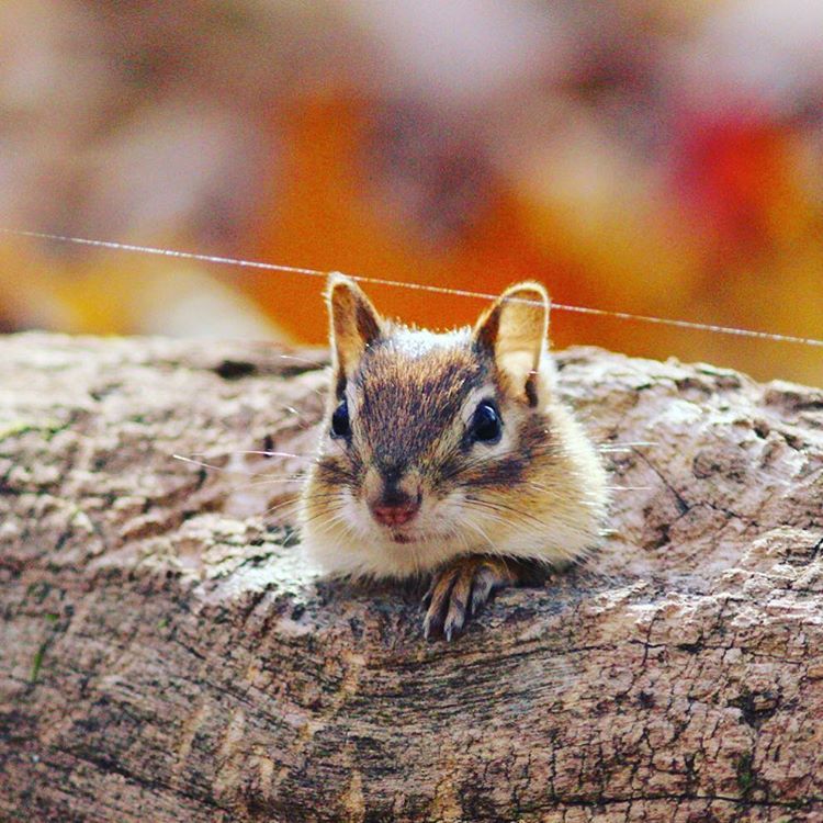 I always feel like somebody’s watching me. #chipmunk #wildlife #nature (at Mill Pond Park)