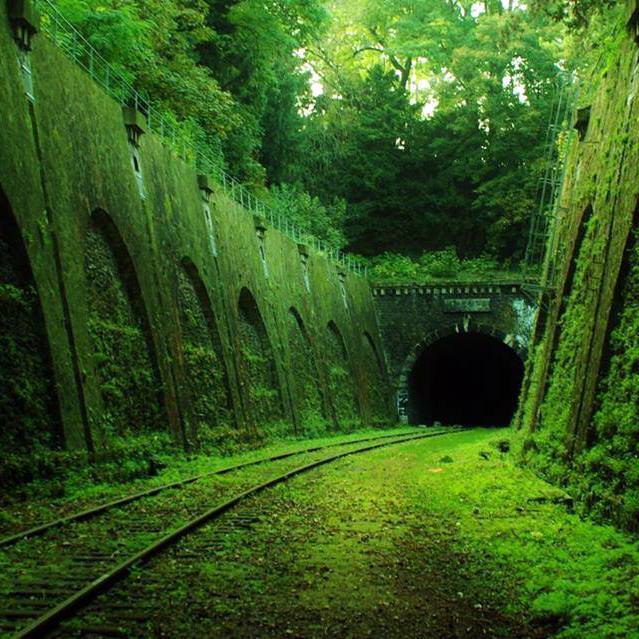 tulipnight:  Green Tunnel by albaderrico on Flickr. 