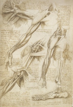 medicalschool:   Leonardo da Vinci | The