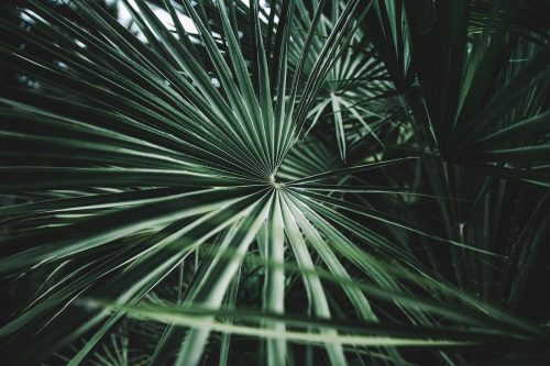 underthepalms: palms pt 2 by collage vintage