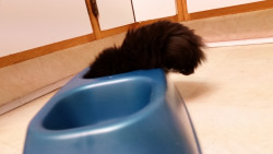 awwww-cute:  I think my kitten is too small for her bowl