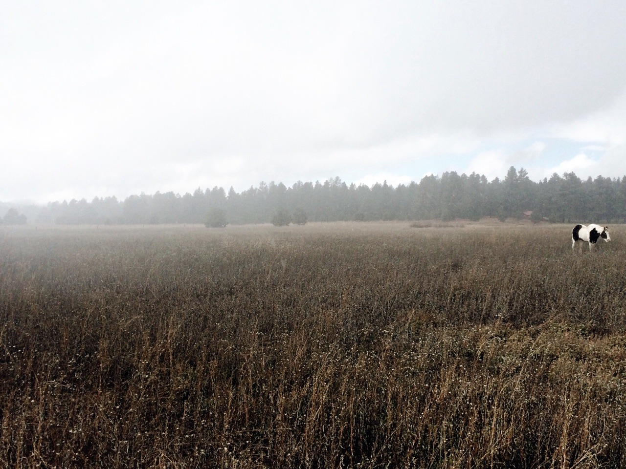 avoyageforever:  Flagstaff, AZ 