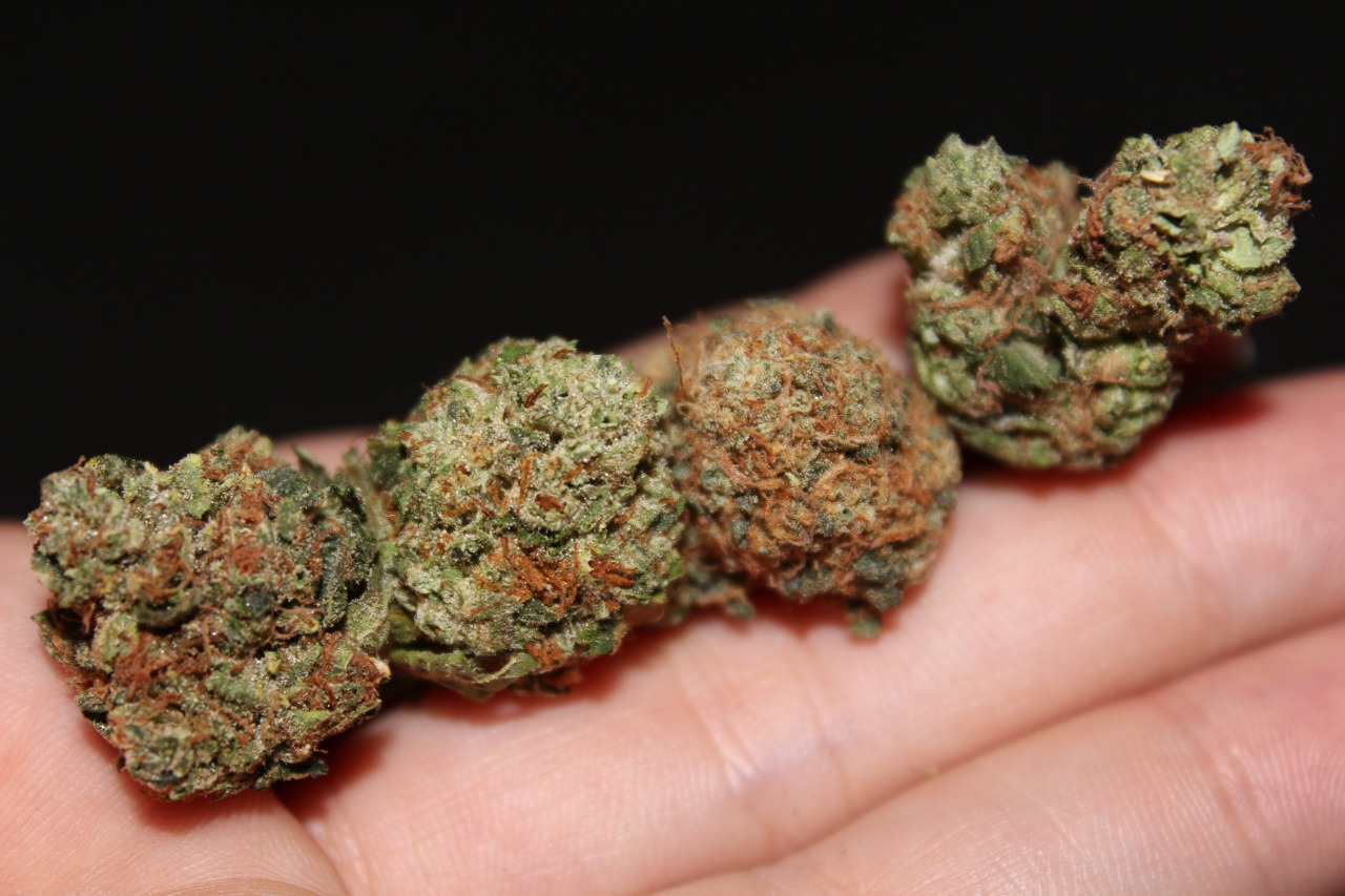 veraisastoner:  Some yummy random indica, to the far right a sativa 