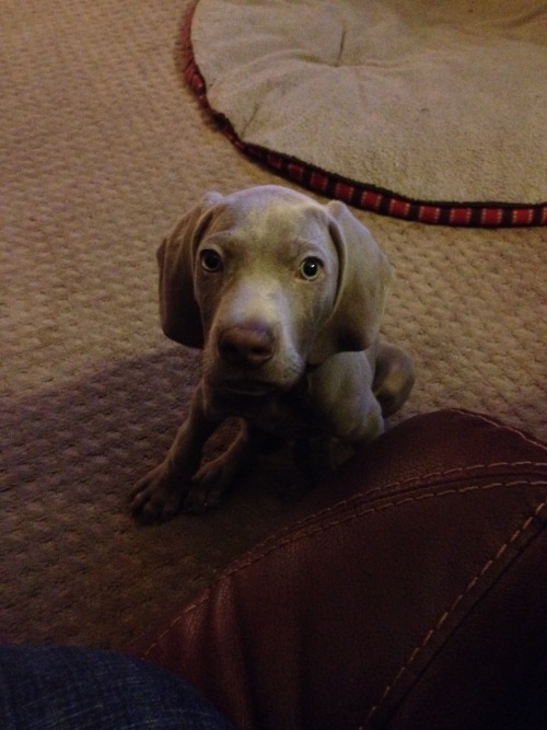 Parker is such a giant ball of energy and uncoordinated puppy cute. He and Boomer are playing really