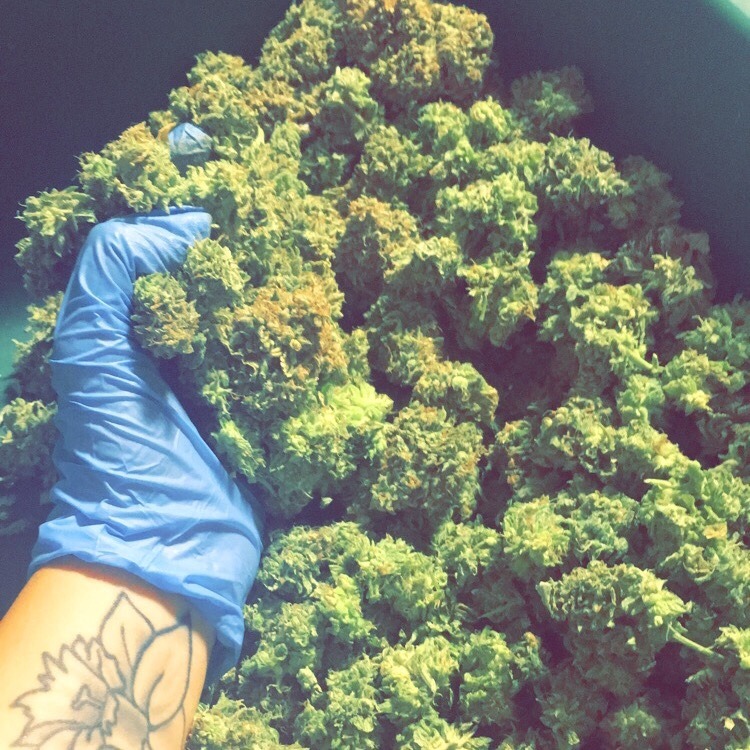 katelynvuitton:  Getting my hands dirty at work lol
