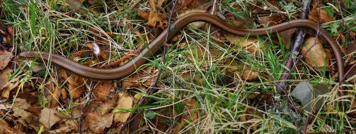  Slow worm Anguis fragilis. Pretty early in the year to find one of these out and about in the garde