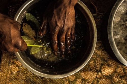 A part of Sorghum (panicle) immersed into a metallic bowel of water together with other plant parts.