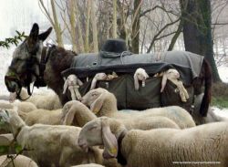 archiemcphee:  You know what’s awesome? A donkey lamb taxi. That sounds like a band name. Hey, when’s the next Donkey Lamb Taxi show? When sheep herders in the hills of Lombardy, Italy need to move their flocks toward better grazing land, the wee