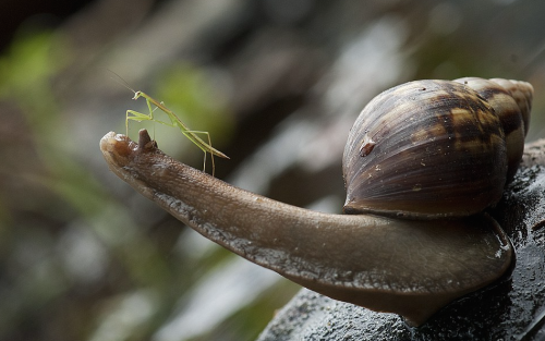 rosaleithewitch:  nubbsgalore:  need a lift? photos by nordin seruyan in central borneo   Snails are cinnamon rolls and must be protected at all costs