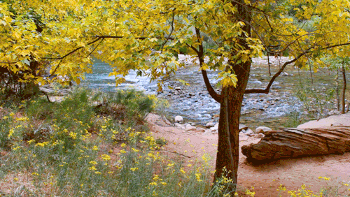a place to rest; zion national park, utahmore on instagram & twitter