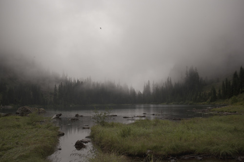 gnatsandmockingbirds: A bird fly above the lake and into the fog. (Lake 22, Mt. Baker-Snoqualmie Nat