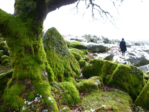 rherlotshadow:Wistman’s Wood