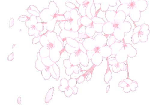 pastelsandpizza: faeneko: Cherry Blossoms (it’s transparent)