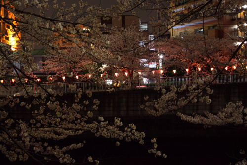 #Tokyo#Japan#Japon#megurogawa#sakura#cherry blossoms#night#lantern#matsuri#city #photographers on tumblr #東京#目黒川#桜
