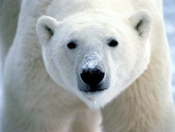 Northern monarch (Polar Bear)