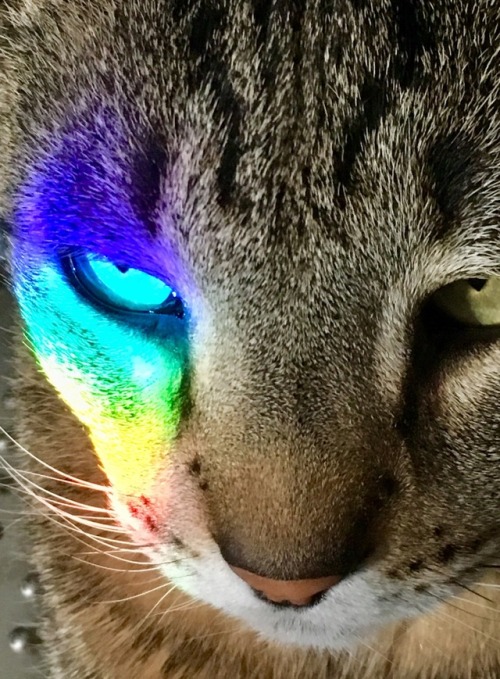 ohnopicturesofanothercat: Utley caught a rainbow.