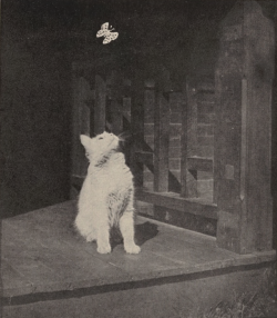 nemfrog: Attention. Pussy Meow: the autobiography of a cat. 1901. Internet Archive