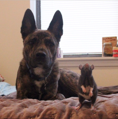 killapunk:  catsbeaversandducks:  Osiris and Riff Ratt  Osiris is a 3-year-old Dutch Shepherd mix. Riff Ratt is a 3-month-old fancy rat. They live in Chicago and they’re BFFs.  Photos by ©Osiris   Riff Ratt  I am LOVING that “he licked back!?!?”