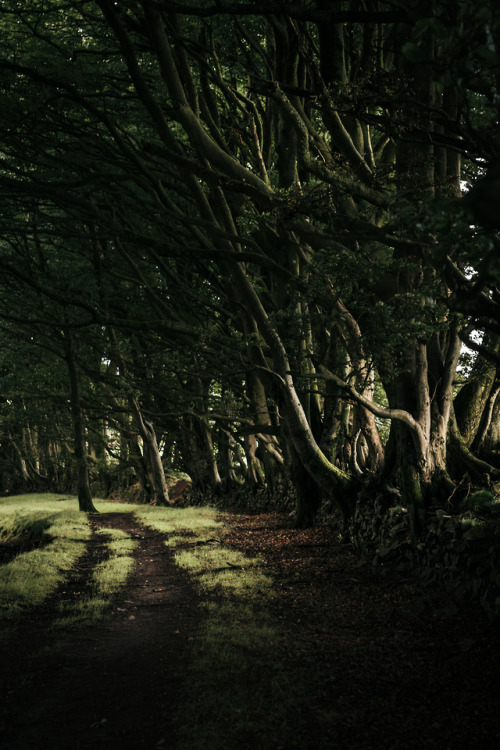 freddieardley - Portraits of Windward Trees - Somerset, UKBy...