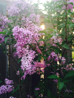 gaze-less:  the lilacs in our yard are really