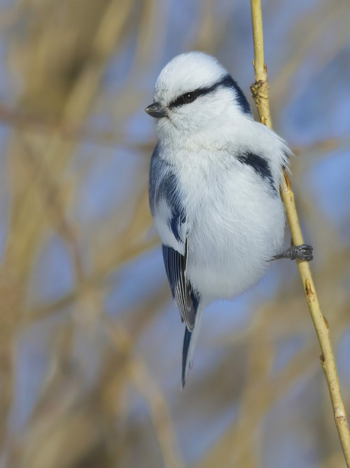 Azure Tit (Cyanistes cyanus) &gt;&gt;by William Leadbetter