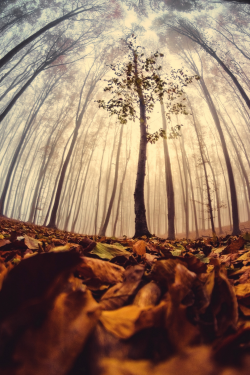 belovedgaia:  expressions-of-nature:  by: Olari Ionut  - plants - nature -