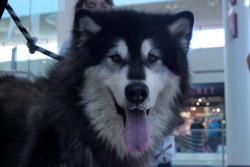 quemuunga:  I was in the shopping in the mall when I came across this beauty, he was not…”shoppable”, he was such a good boy…even licked my camera lense and my face. 
