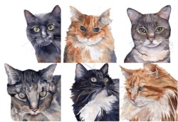 kboyington424: Cats by Kate Boyington  Custom