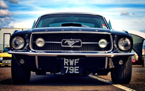 JUST THE COOLEST MUSTANGS adult photos