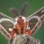 lezzymoth