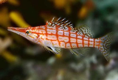 rhamphotheca:Longnose hawkfish (Oxycirrhites typus)Size: to 13 cm. Habitat: generally seen perched o
