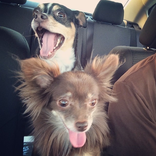 #outtakes 🐾😆 #keeprolling #chihuahuas #kids #dogs #photographsinthecar Roman