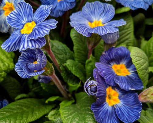 Unusual bedding primulasImportant prerequisite to this post: I’m not a huge fan of the fancy colours