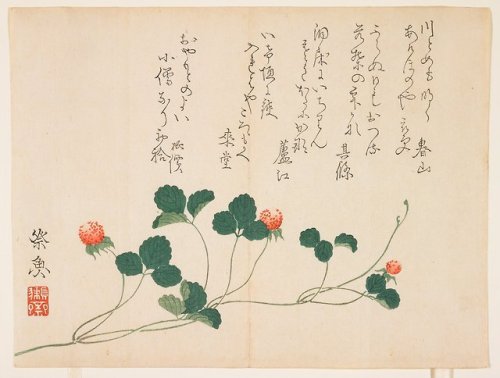 fujiwara57:“Raspberries”Surimono  摺物 de Kitagawa Saigyo (1813 - ?)Les surimono sont de luxueuses est