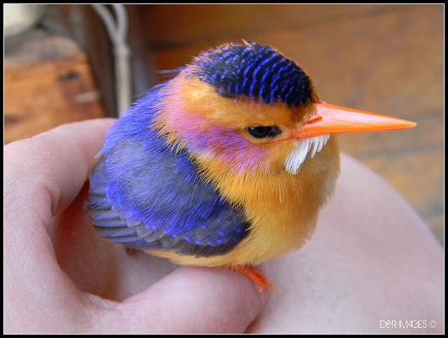 fat-birds:  Pygmy Kingfisher by D&amp;R IMAGES on Flickr. 