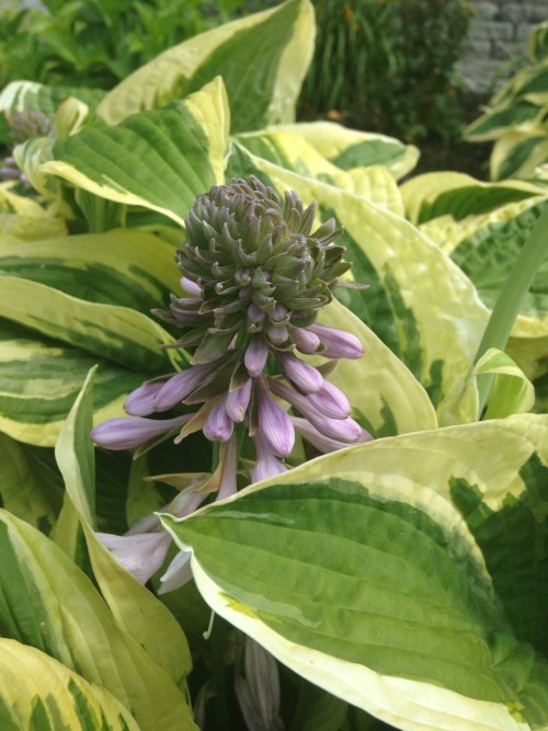 7.14.16 - Hosta flowers blooming in Portsmouth, NH.