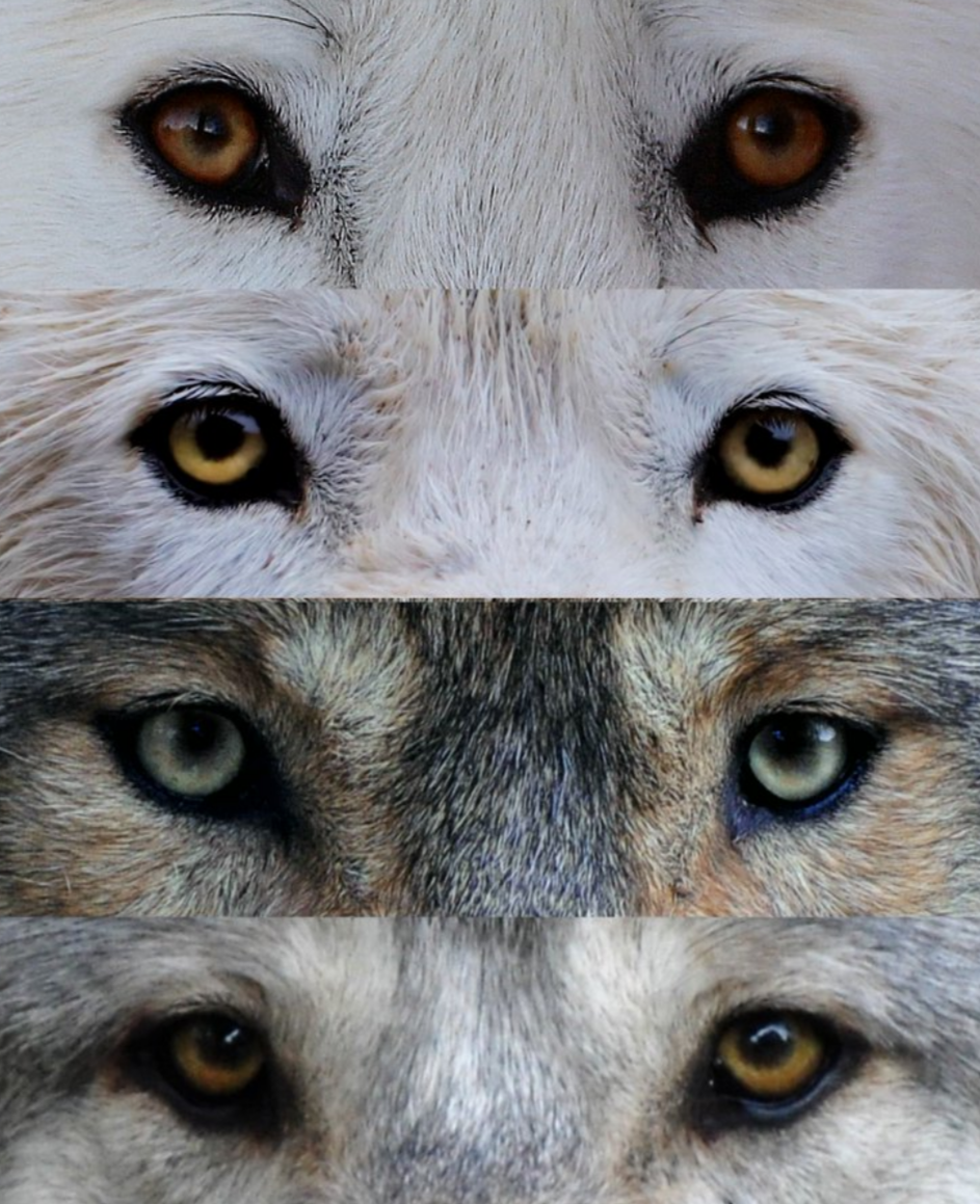 Amber Wolf Eyes