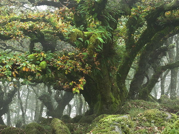 oakapples:  Wistman’s Wood, Dartmoor. I have vague recollections of visiting this