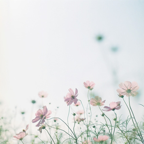 kiramiso:flowers (by shabon*)