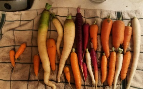 Carrots! #garden #gardening #gardensofinstagram #farmtotable