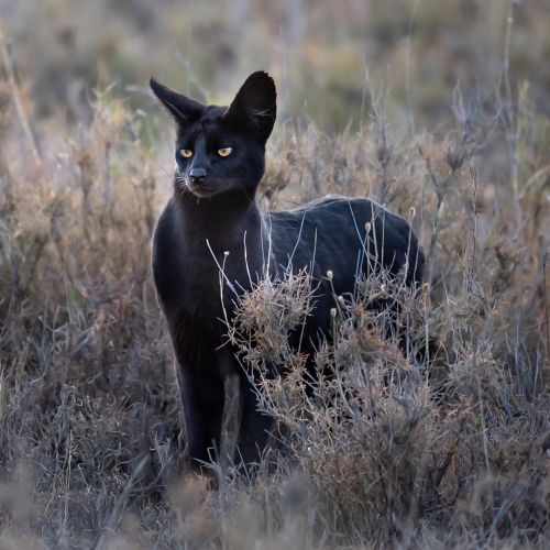 rhubarbes: The black serval by georgetheexplorer More on RHB_RBS