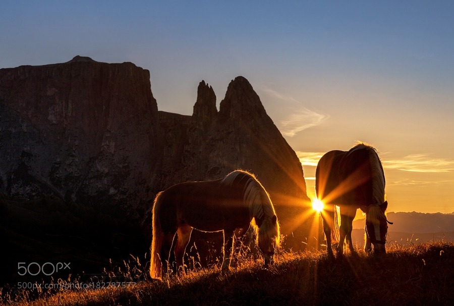 horses below the schlern by birdyfamily
found at 500px