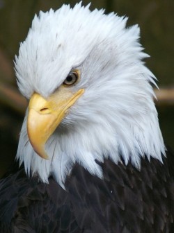 funkysafari:  Bald Eagle - Alaska by Timothy K Hamilton