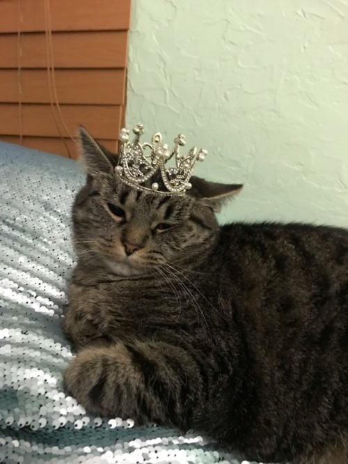 coolcatgroup:matissethecatto:Rate Primcess Tigerbelle!!!! ✨submitded by @coolcatgroupNOT EXISTS AN R