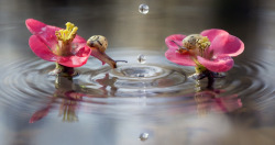 awkwardsituationist:  photos by alberto ghizzi panizza of two snails on italy’s po river mesmerized by a raindrop, the seeming vortex it created, and its almost instant disappearance. (similar posts) 