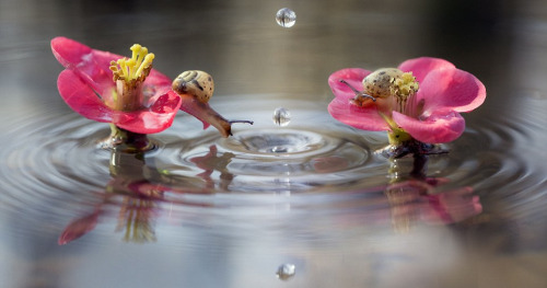 awkwardsituationist:photos by alberto ghizzi panizza of two snails on italy’s po river mesmerized by