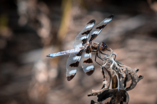 Dragonflies The dragonflies were busy pollinating the corn & soybeans a couple weeks ago on the 